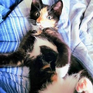 Meet your Posher, Roylan